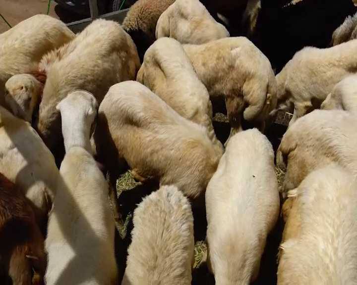 13233167_637554386409488_2001969836_n