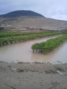 13729030_171867186560996_8686863484852686799_n