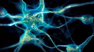 علماء يحددون أسباب “الضوضاء العصبية” في الدماغ